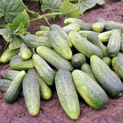 Uhorka Ornello F1 - Cucumis sativus - semená uhorky - 30 ks