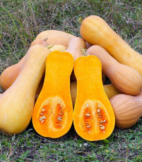 Tekvica muškátová Butterscotch PMT F1 - Cucurbita moschata - semená tekvice - 5 ks