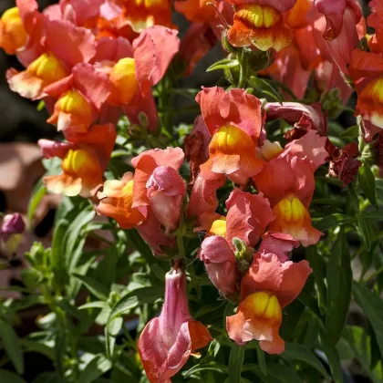 Papuľka nízka dvojkvetá Twinny Bronze - Antirrhinum majus - semená papuľky - 20 ks