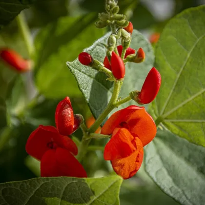 Hrachor Roma Scarlet - Lathyrus odoratus - semená hrachora - 15 ks