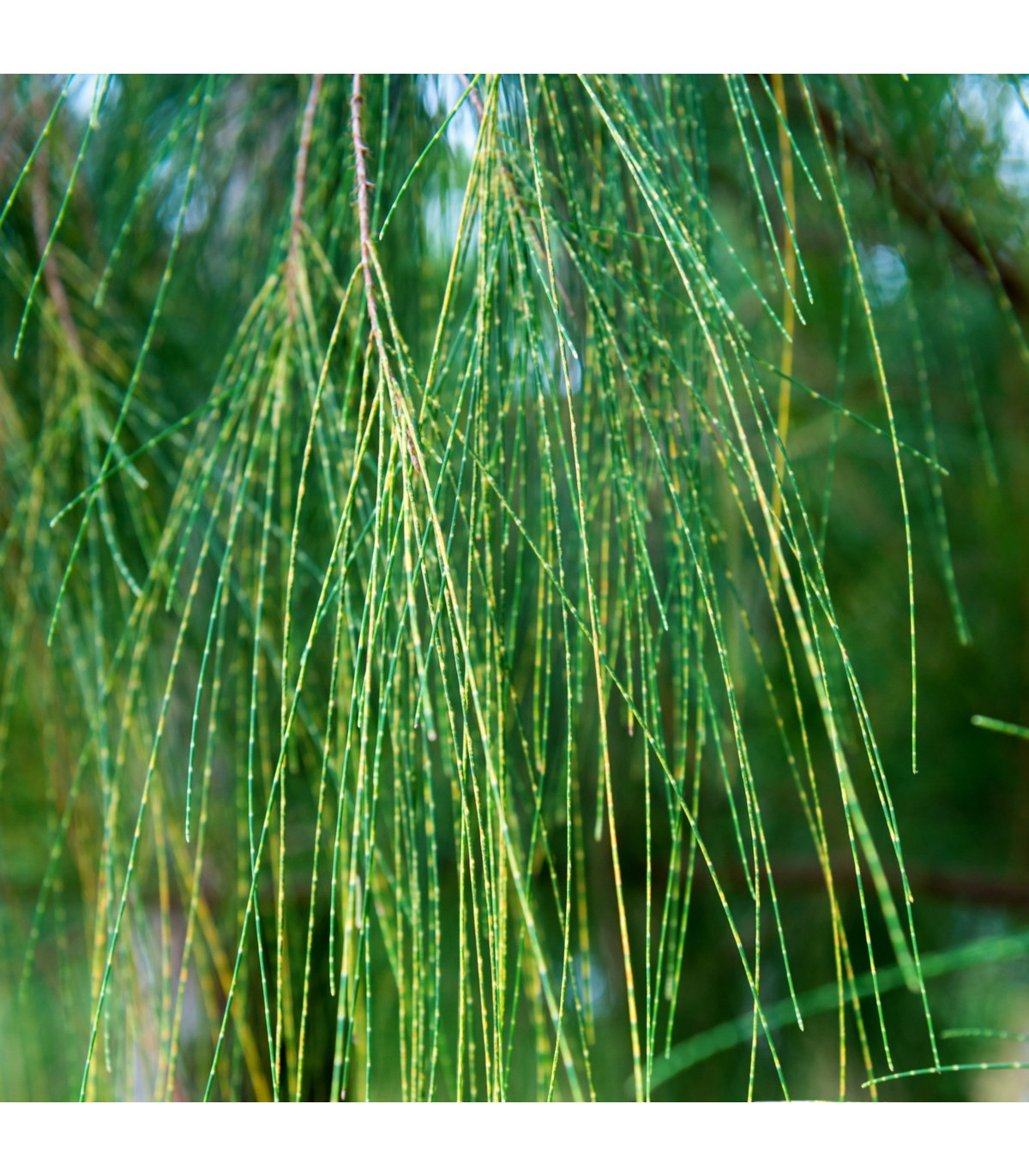 Tropický dub - Casuarina Cunninghamiana - semená bonsajov - 5 ks