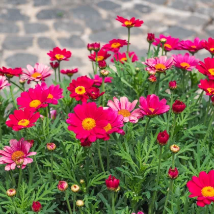 Margaréta Robinson ružová zmes - Tanacetum coccineum - semená margaréty - 100 ks