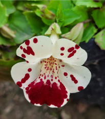 Čarodejka bodkovaná White Blotch - Mimulus - semená čarodejky - 20 ks