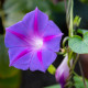 BIO Povojník fialový - Ipomoea purpurea - semená povojníka - 15 ks