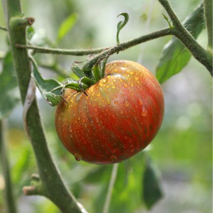 BIO Paradajka Tigerella - Solanum lycopersicum - semená - 6 ks