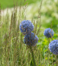 Strešná záhrada - semená Planta Naturalis - zmes - 40 g