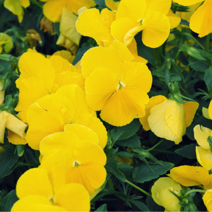 Sirôtka previsnutá Cool Wave Golden Yellow F1 - Viola x wittrockiana - semená sirôtky - 10 ks