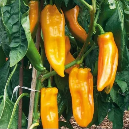 BIO paprika Palladio F1 - Capsicum annuum - bio semená papriky - 5 ks