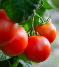 BIO Paradajka Hamlet F1 - Solanum lycopersicum - bio semená paradajky - 6 ks