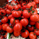 BIO Paradajka poľná zakrpatená Saint Pierre - Solanum lycopersicum - bio semená paradajky - 7 ks