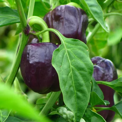 BIO Paprika Babybell chocolate - Capsicum annuum - semená papriky - 10 ks