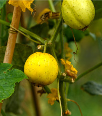 BIO uhorka netradičná Lemon - Cucumis sativus - bio semená uhorky - 8 ks