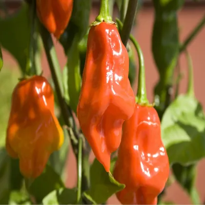 BIO chilli Habanero oranžové - Capsicum Chinense - bio semená papriky - 6 ks