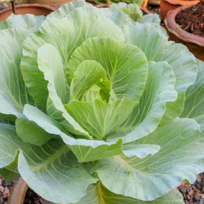 Kapusta biela poloneskorá Pourovo - Brassica oleracea - semená kapusty - 200 ks