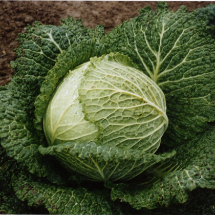 Kel hlávkový Verita F1 - Brassica oleracea var. sabauda - semená kelu - 110 ks