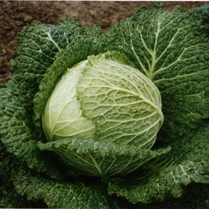 Kel hlávkový Verita F1 - Brassica oleracea var. sabauda - semená kelu - 110 ks