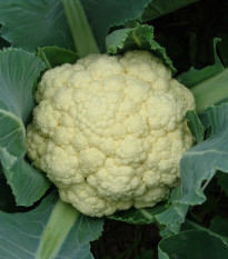 Karfiol skorý Beta - Brassica oleracea convar. botrys - semená karfiolu - 150 ks