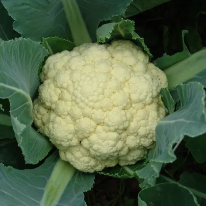 Karfiol skorý Beta - Brassica oleracea convar. botrys - semená karfiolu - 150 ks