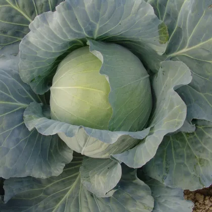 Kapusta hlávková biela Polar - Brassica oleracea - semená kapusty - 200 ks