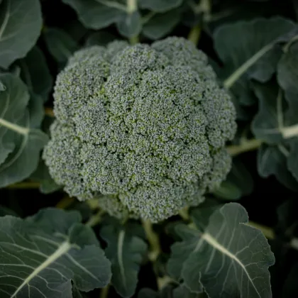 Brokolica Apolena F1 - Brassica oleracea L. - semená brokolice - 30 ks