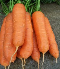 Mrkva neskorá Cidera - Daucus carota - semená - 800 ks