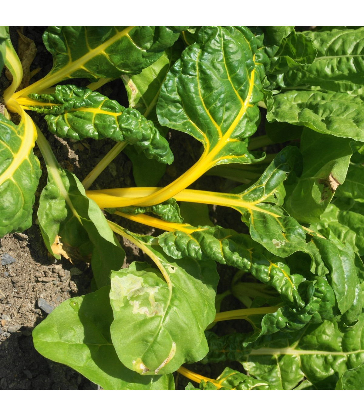 Mangold žltý Giallo - Beta vulgaris - semená - 30 ks