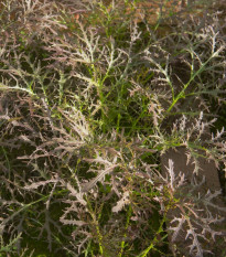 Divoká rukola červená Agano - Brassica juncea - semená rukoly - 150 ks