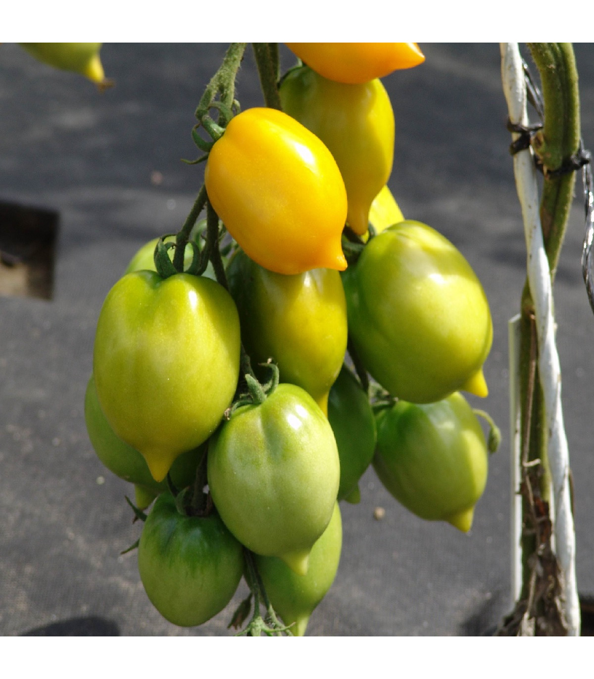 Paradajka Citrina - Solanum lycopersicum - semená paradajky - 10 ks