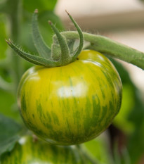 Paradajka Zelená zebra - Solanum lycopersicum - semená paradajky - 6 ks