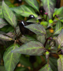 Chilli čierne maďarské - Capsicum annuum - semená chilli - 6 ks