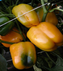 Paprika Mystery - Capsicum annuum - semena papriky - 15 ks