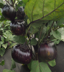 Baklažán Laura - Solanum melongena - semená baklažánu - 20 ks