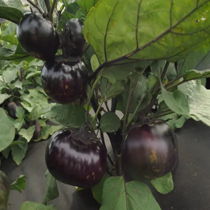 Baklažán Laura - Solanum melongena - semená baklažánu - 20 ks