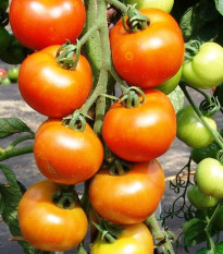 Paradajka Orkado F1 - Solanum lycopersicum - semená paradajky - 0,1 g