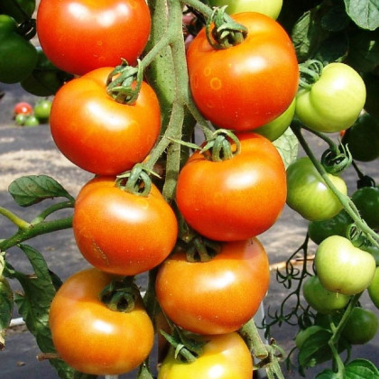 Paradajka Orkado F1 - Solanum lycopersicum - semená paradajky - 0,1 g