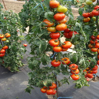 Paradajka Štart S F1 - Solanum lycopersicum - semená paradajky - 10 ks