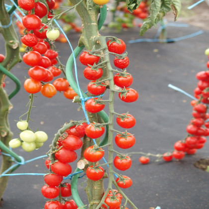 Paradajka ríbezľová Curranto F1 - Solanum lycopersicum - semená paradajky - 10 ks