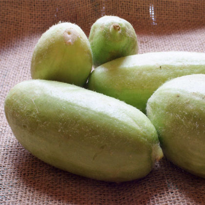 Melón zeleninový Carosello Baresey - Cucumis flexuosus - semená melónovej uhorky - 7 ks