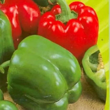 Paprika Yolo Wonder - Capsicum annuum - semená papriky - 20 ks