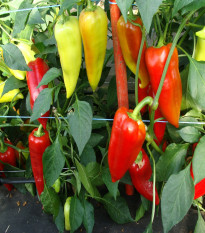 Paprika Beja F1- Capsicum annuum - semená papriky - 10 ks