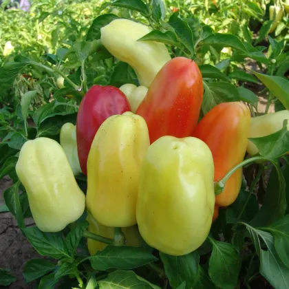 Paprika Boneta - Capsicum annuum - semená papriky - 20 ks