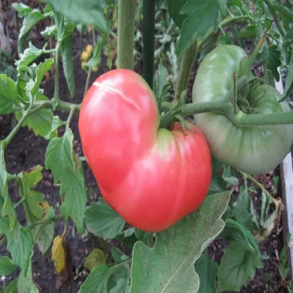 Paradajka Ponderosa Pink - Solanum lycopersicum - semená paradajky - 7 ks