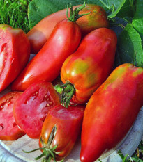 Paradajka Andenhorn - Solanum lycopersicum - semená paradajky - 10 ks