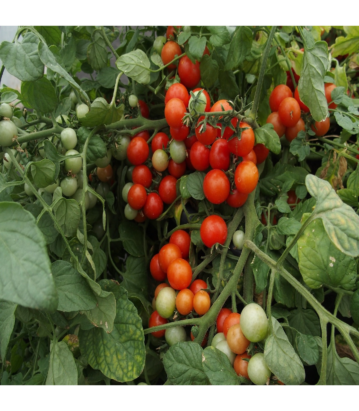 Paradajka balkónová Bajaja - Solanum lycopersicum - semená paradajok - 12 ks