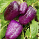 Paprika fialová Oda - Capsicum annuum - semená - 9 ks