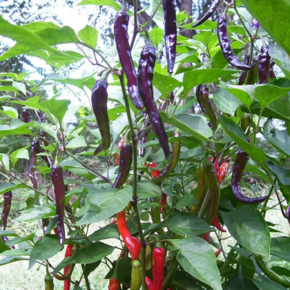Chilli Kajenské korenie Purple - Capsicum annuum - semená chilli - 8 ks