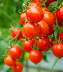 Paradajka Bejbino F1 - Solanum lycopersicum - semená paradajky - 7 ks