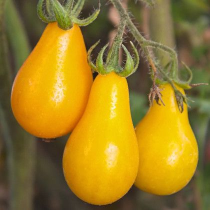 Paradajka Žltá hruška - Solanum lycopersicum - semená paradajky - 6 ks