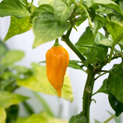 Chilli žlté Bhut Jolkia - Capsicum chinense - semená chilli - 5 ks