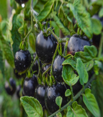 Paradajka Indigo Blue Berries - Solanum lycopersicum - semená paradajky - 7 ks